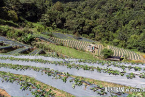 agrikultur dalam negara berkembang