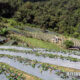 agrikultur dalam negara berkembang