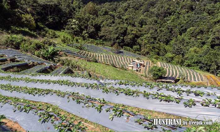 agrikultur dalam negara berkembang