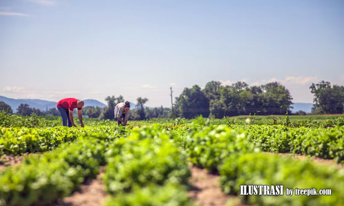 agrikultur dalam pembangunan ekonomi